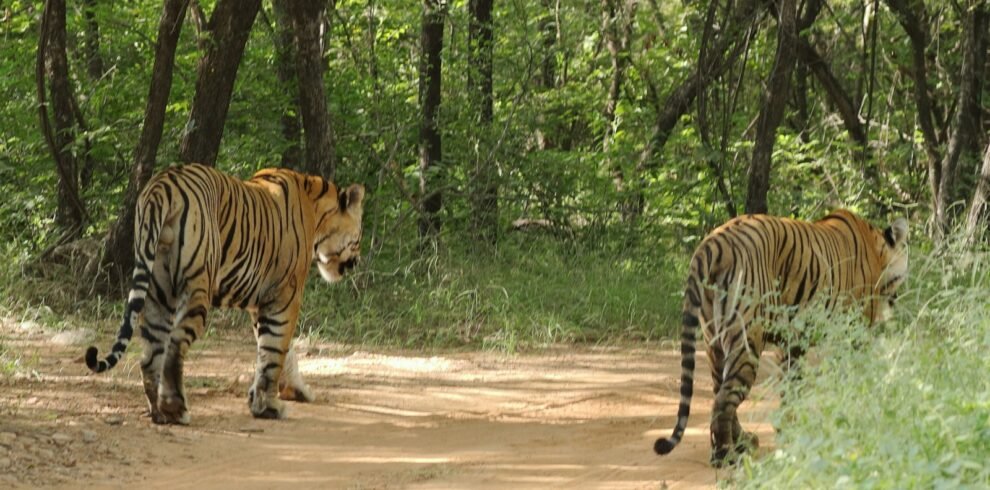 a couple of tigers walking across a dirt road